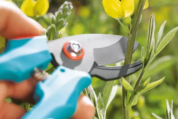 Hand mit Gartenschere schneidet Pflanze